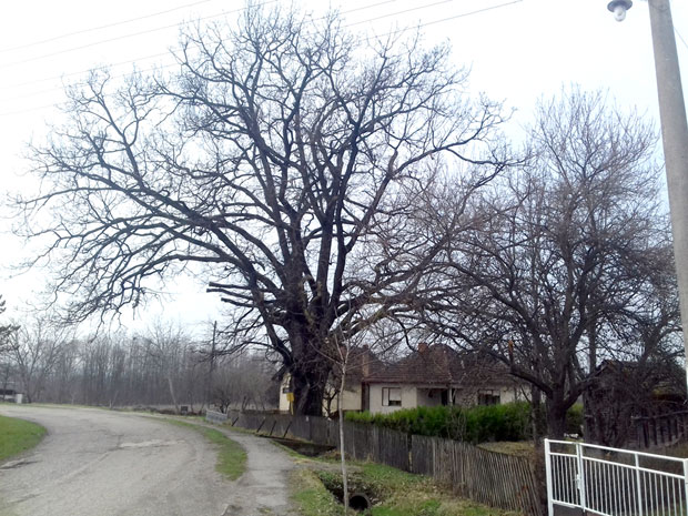 Храст у Руњанима сведок векова